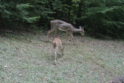 Momma and baby deer