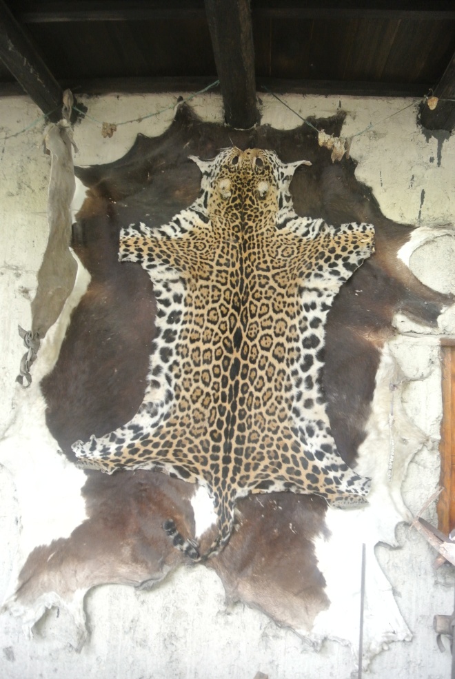 Leopard of Ecuador, hanging at the weaver's factory. 